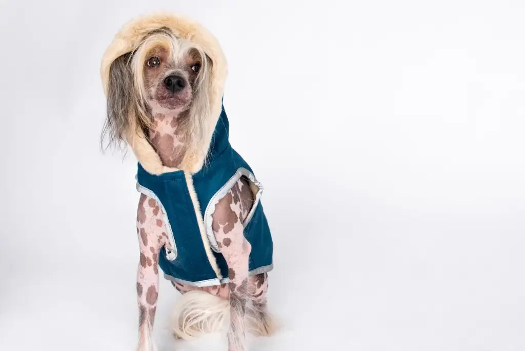 DoggyLamb Coat - For the Tiny Dogs